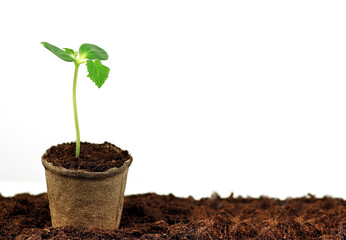 Young green sprout close up. Sapling in an environmentally friendly collapsible pot with copy space. The seeds have grown in the spring in the sun. New life concept. New planting season, plant breedin