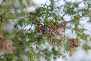 Vertrocknete Beern an einem Wacholder im Winter bei Schnee (Heide-Wacholder / Gemeiner Wacholder (Lat.: Juniperus communis)