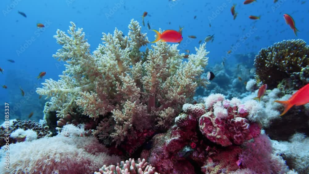 Poster Soft Coral Broccoli and Colorful Fishes. Picture of broccoli coral Litophyton arboreum and colourful fish in the tropical reef of the Red Sea Dahab Egypt.