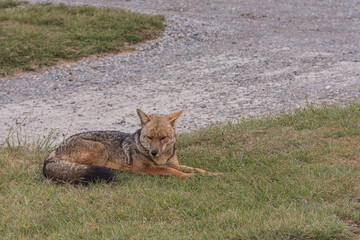 Close-up view of South American gray fox in Los Alerces National Park, Patagonia, Argentina