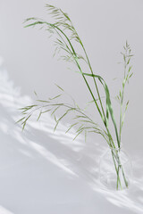 wildflowers, grasses on a light background in blurry focus. mood aesthetics, minimalistic concept
