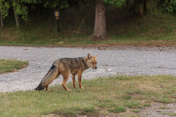 Close-up view of South American gray fox in Los Alerces National Park, Patagonia, Argentina