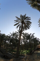 Obraz premium Date palm , tree of the palm family cultivated for its sweet edible fruits. The date palm has been prized from remotest antiquity .