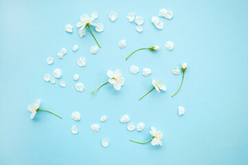 Fototapeta na wymiar Beautiful white cherry tree flowers and tender petals on pastel blue background.