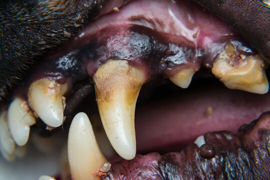 close-up photo of a dog teeth with tartar or bacterial plaque