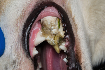 This Dog Had a piece of  Bone Stuck On His Teeth and Cannot Eat Or Drink
