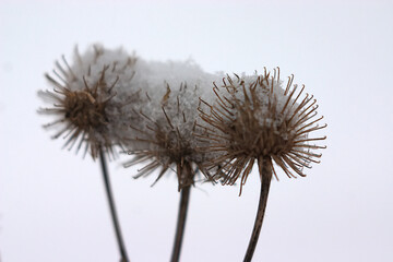 dry prickly inflorescences sprinkled with snow