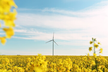 Bright yellow field of rapeseed flowers and a wind generator on a sunny day. Energy sources.