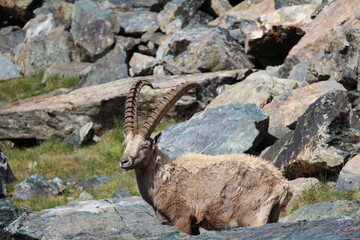 Alpine hibex on the rocks