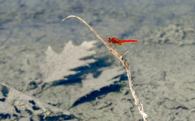 Red ruddy darter dragonfly