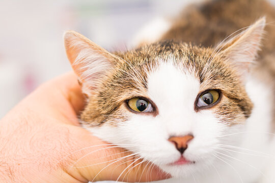 close-up photo of a cat with Horner syndrome