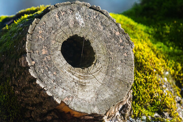 close-up photo of a tree hole made by a woodpecker