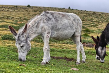 Donkey