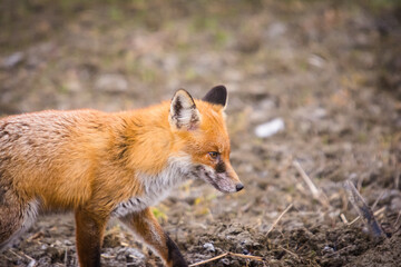 close-up photo of a red fox on field in winter season