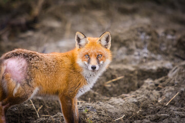 red fox on field with dermatitis (flea allergy, mites )