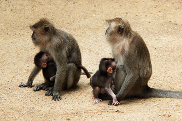 Monkeys feed their young. Exotic animal at the zoo. For wallpaper, background and postcards.