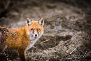 close-up photo of a red fox on field in winter season