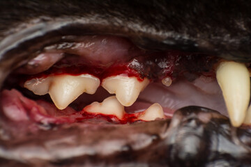 close-up photo of a cat teeth after scaling