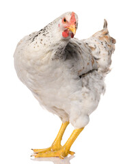 one white chicken isolated on white background, studio shoot
