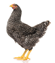 one black chicken isolated on white background, studio shoot