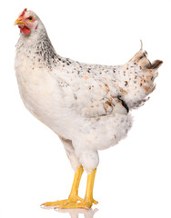 one white chicken isolated on white background, studio shoot