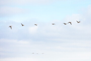 Geese flying in the pastel blue winter sky