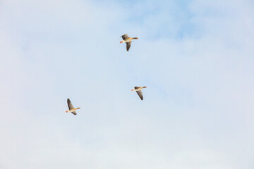 Geese flying in the pastel blue winter sky