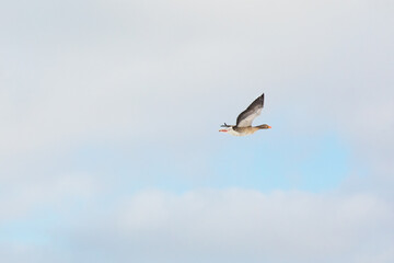 Goose flying in the pastel blue winter sky