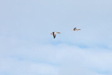 Geese flying in the pastel blue winter sky