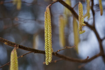 Hazel blossoms in winter, Zurich, Switzerland.