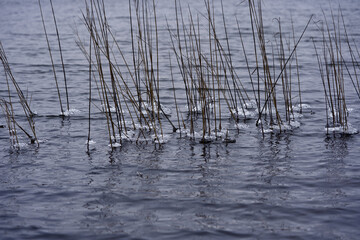 Small lake Katzensee with frozen reed at Zurich, Switzerland.