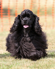 American Cocker Spaniel