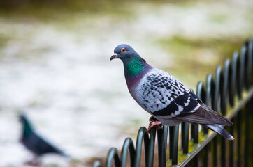 Common pigeon sitting on a fence looking for it's mate in the background