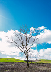 Tree in the field with blue sky