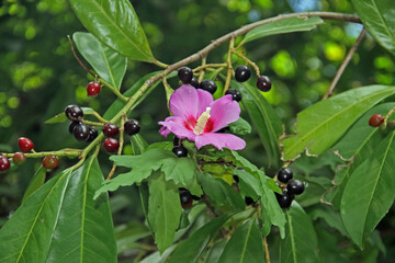 Hibiskusblüte © Asray Laleike