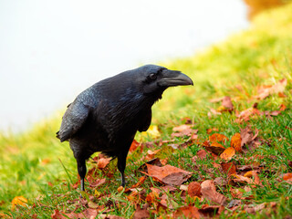 Curious big black raven posing in an autumn meadow, portrait of a black raven.