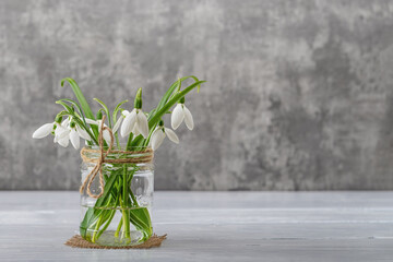 White fragile snowdrops in a glass jar with bow against gray background. Small beautiful bouquet of the first spring flowers Galanthus Nivalis. Vintage spring greeting card. Copy space.