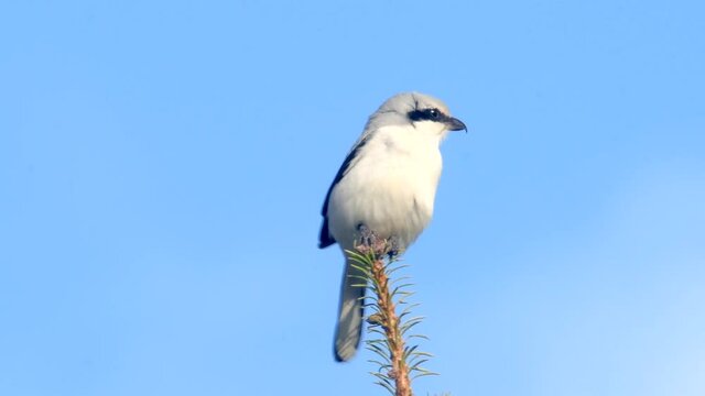 Raubw&uuml;rger vor strahlend blauem Himmel