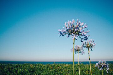 african lily in front of blue sky with coastline