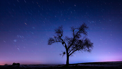 Naklejka na ściany i meble Lonely tree on a background of starry sky