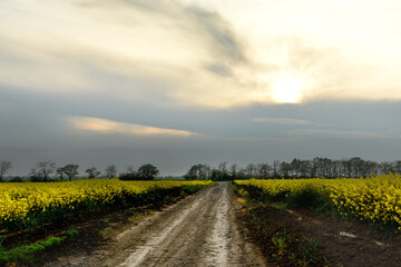 Dirt dirt road among blooming yellow fields at dusk in early spring. Dark dramatic photo