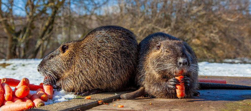 Muskrat Ondatra zibethicus or nutria Myocastor coypus rodent in natural habitat. Wildlife scene from Germany, Alzey, Rhineland Palatinate. The muskrats eats carrots in winter.