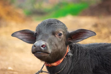 Fotobehang Baby buffalo in rural village © Sahil Ghosh