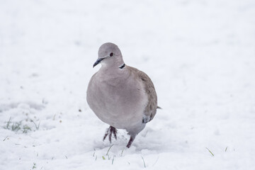 Pigeon bird in the snow