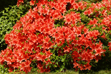Naklejka premium Rhododendron nakahara (Rhododendron nakaharae) it is a low shrub, grows in northern Taiwan at 300-800 m. Plant evergreen, ground cover, flowers very large, strong orange, flowering is June, July.