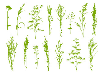 Set of green herbal silhouettes - wild herbs isolated on white - green grass for spring and summer natural design