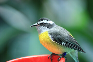 Songbird with yellow grey feathers