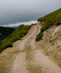 Fototapeta na wymiar Road in the mountain with a cow La Rioja