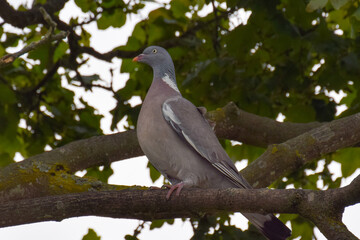 Pigeon bird in the snow