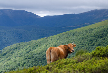 Cow in the mountains with beautiful views loking at the camera